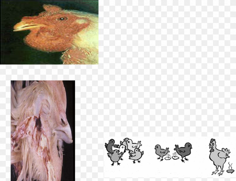 Fowl Cholera Pasteurellosis Chicken Newcastle Disease Pasteurella, PNG, 1258x968px, Fowl Cholera, Avian Influenza, Bird, Blog, Chicken Download Free