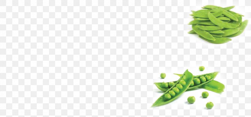 Leaf Vegetable Alternative Health Services Snap Pea Snow Pea, PNG, 1282x602px, Leaf Vegetable, Alternative Health Services, Herbalism, Leaf, Medicine Download Free