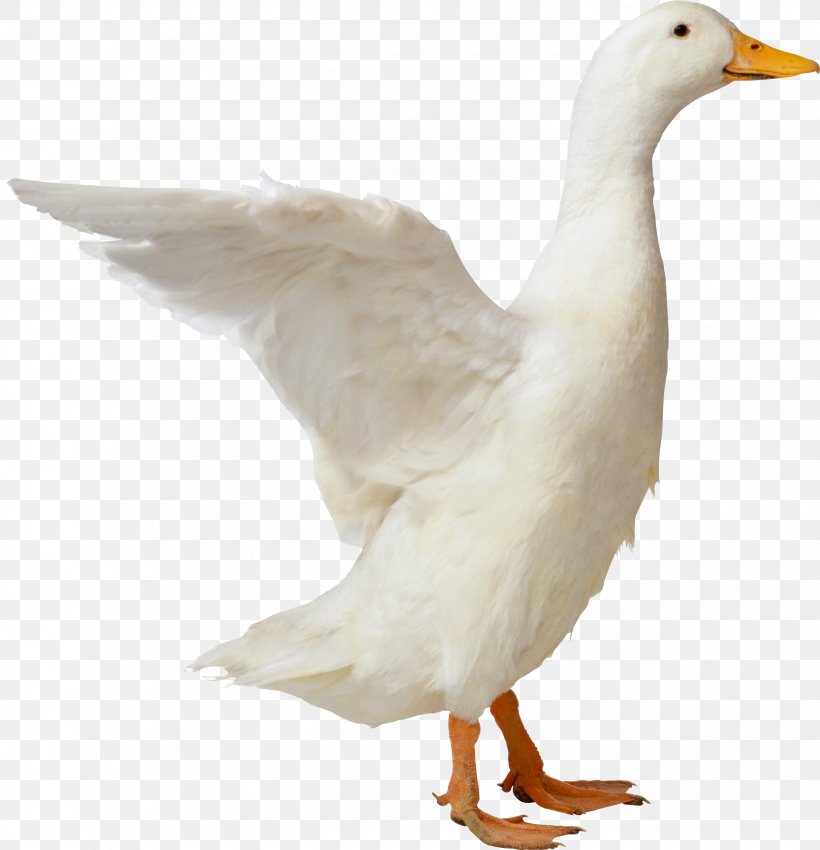 American Pekin Duck Goose Bird, PNG, 2550x2644px, American Pekin, Anatidae, Animal, Anseriformes, Bald Eagle Download Free