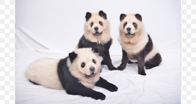 Chow Chow Giant Panda Puppy Pomeranian Breed, PNG, 991x529px, Chow Chow, Animal, Bear, Breed, Carnivoran Download Free