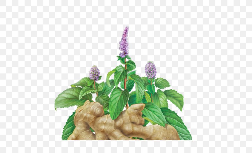 Hibiscus Tea Peppermint Herbal Tea, PNG, 500x500px, Tea, Bilberry, Caffeine, Celestial Seasonings, Flowerpot Download Free