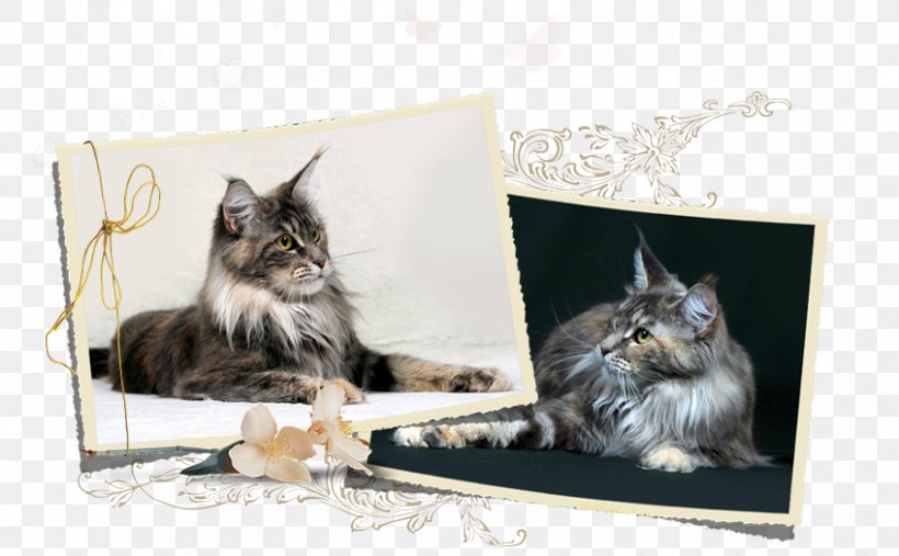Maine Coon Norwegian Forest Cat Whiskers Kitten Dog Breed, PNG, 848x525px, Maine Coon, Animal, Breed, Carnivoran, Cat Download Free