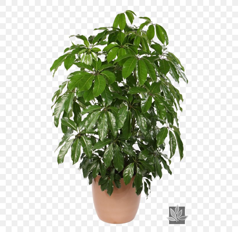 Schefflera Arboricola Schefflera Actinophylla Houseplant Cyperus Alternifolius, PNG, 522x800px, Schefflera Arboricola, Araliaceae, Bonsai, Chinese Evergreens, Cutting Download Free