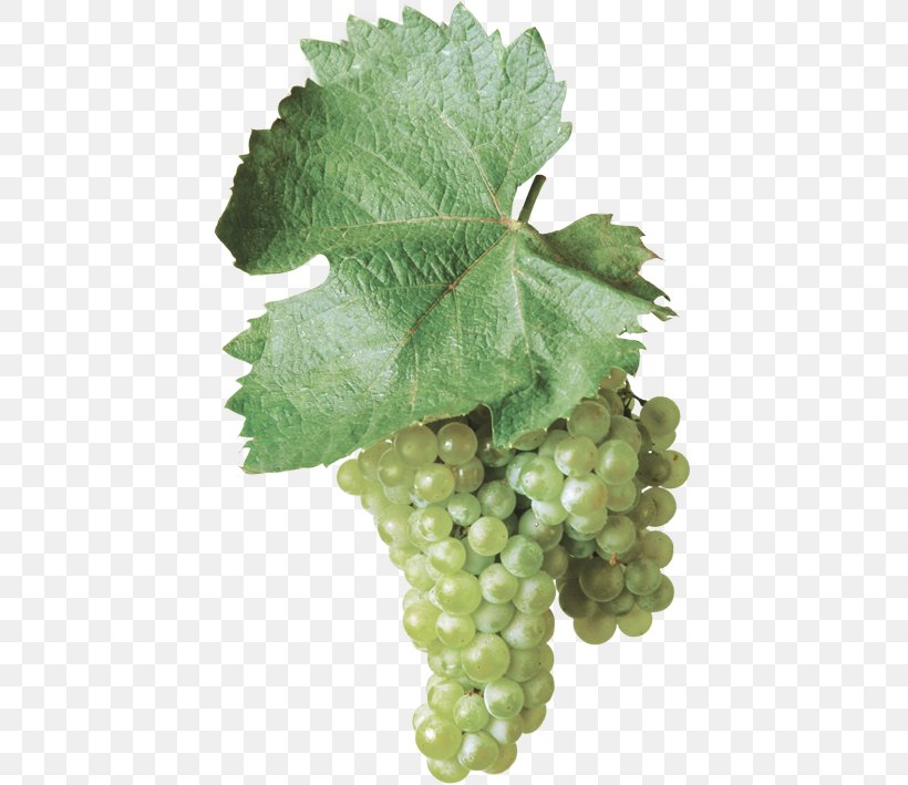Sultana Common Grape Vine Gravina In Puglia Bombino Bianco Wine, PNG, 595x709px, Sultana, Apulia, Bombino Bianco, Common Grape Vine, Food Download Free