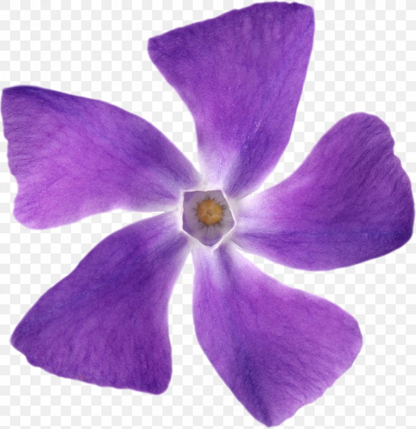 Violet Petal Flower Mulberry, PNG, 1163x1200px, Violet, Color, Flower, Flowering Plant, Gratis Download Free