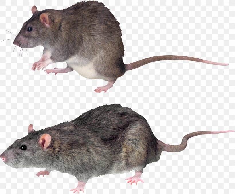 Brown Rat Rodent Summit Rat Black Rat, PNG, 2135x1765px, Brown Rat, Black Rat, Computer Mouse, Dormouse, Fauna Download Free