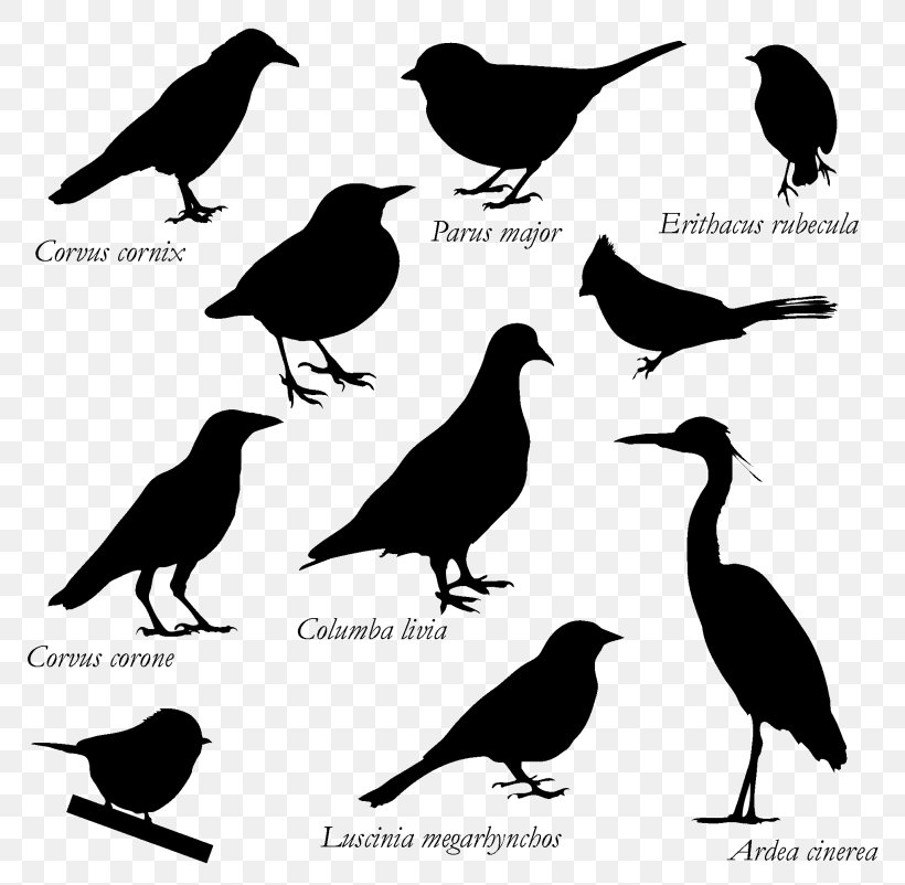 Bird American Crow Graphics Silhouette Rook, PNG, 800x802px, Bird, American Crow, Beak, Black, Black And White Download Free
