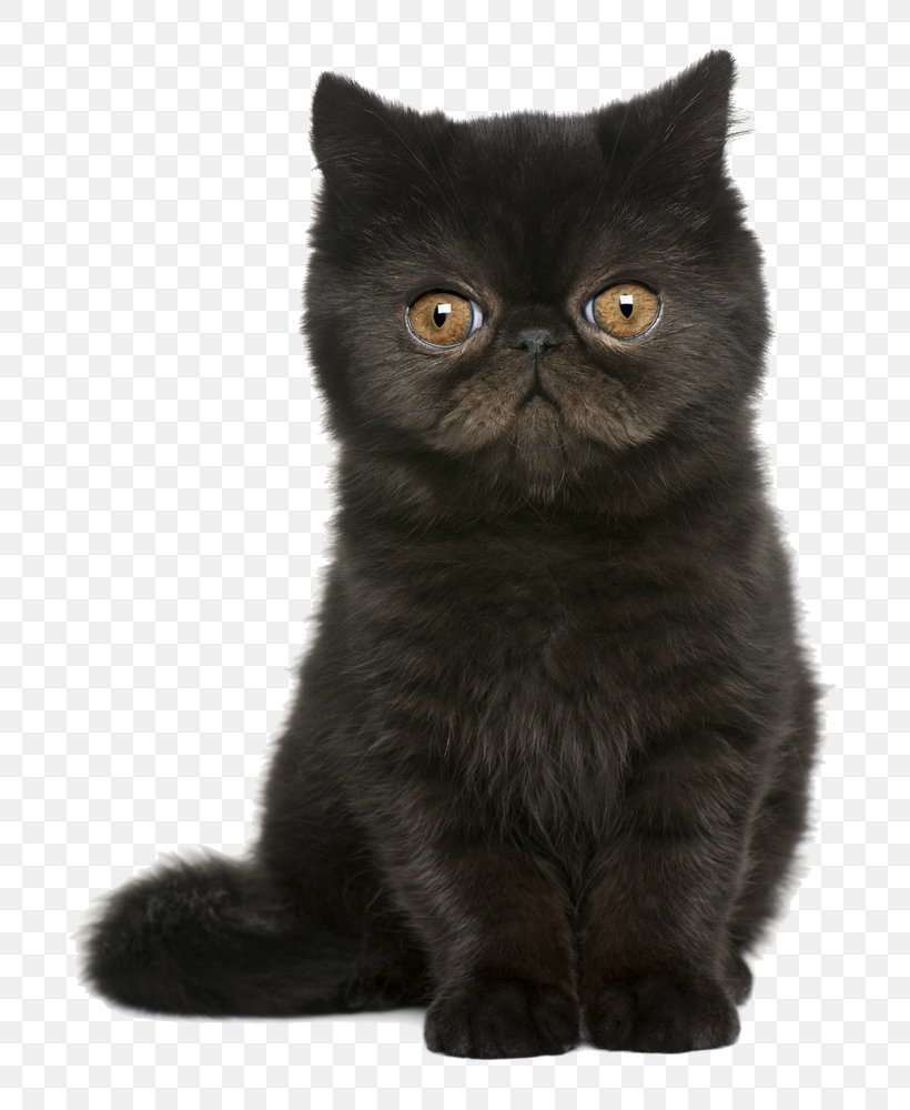 Exotic Shorthair British Shorthair Persian Cat Kitten European ...