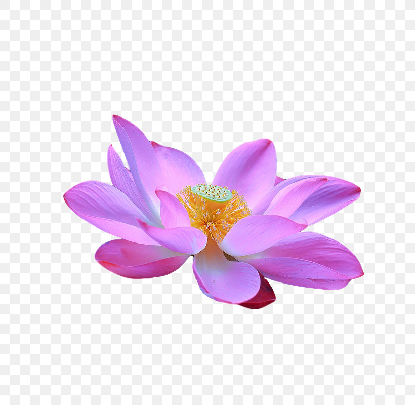 Sacred Lotus Magnolia Family Magenta Telekom Magnolia Lotus-m, PNG, 691x800px, Sacred Lotus, Lotusm, Magenta Telekom, Magnolia, Magnolia Family Download Free