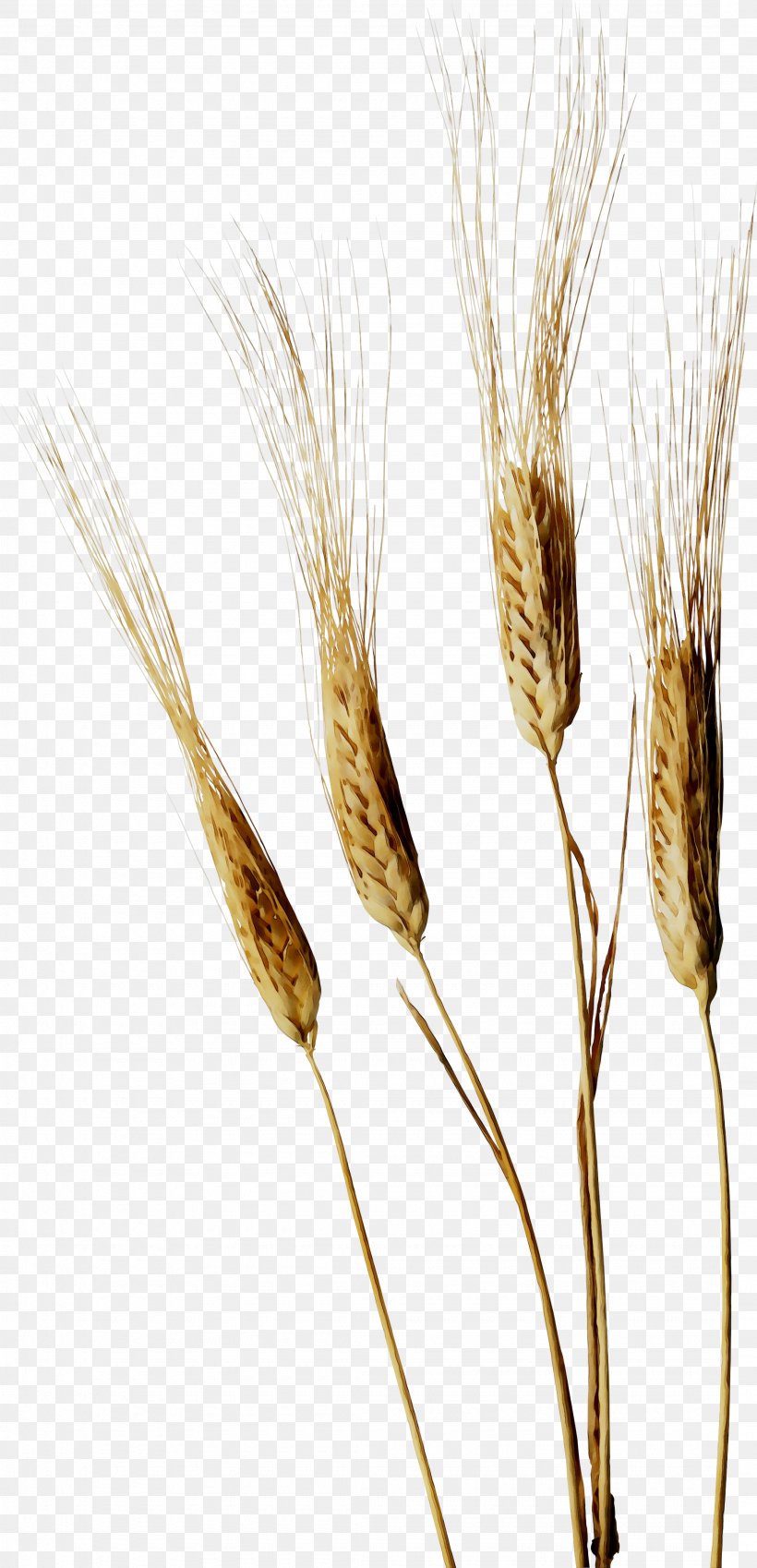Emmer Einkorn Wheat Cereal Germ Grain Rye, PNG, 2155x4464px, Emmer, Barley, Barleys, Cereal Germ, Digital Cameras Download Free
