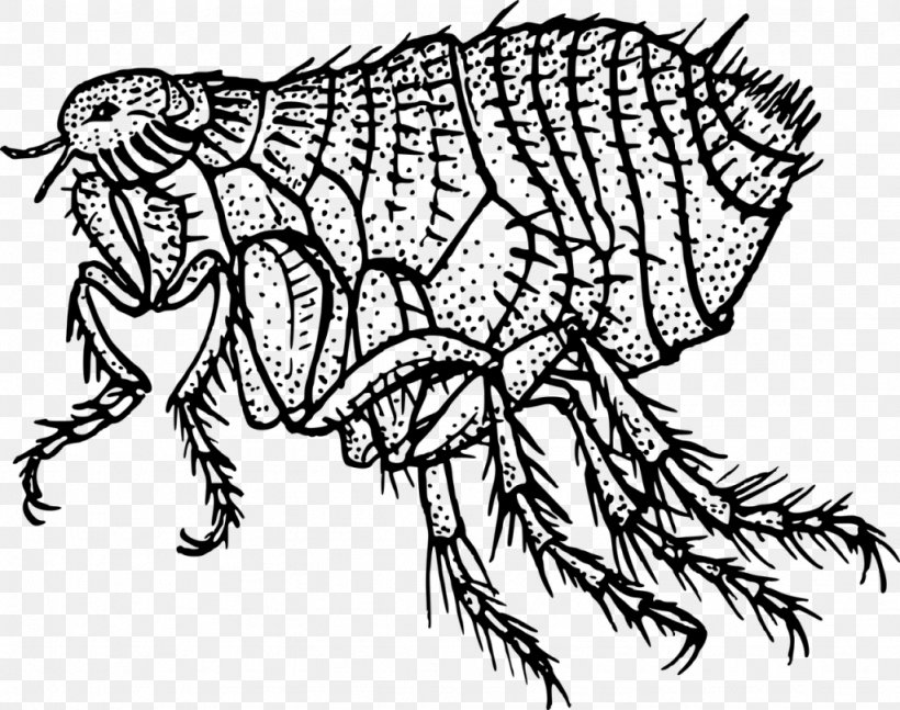 Human Flea Cat Flea Clip Art, PNG, 1024x808px, Flea, Art, Artwork, Black And White, Cat Flea Download Free