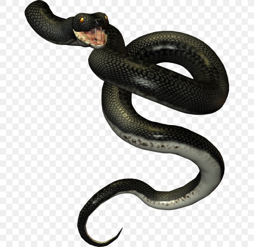 Kingsnakes Rattlesnake, PNG, 661x800px, Kingsnakes, Animal, Boa Constrictor, Colubridae, Elapidae Download Free