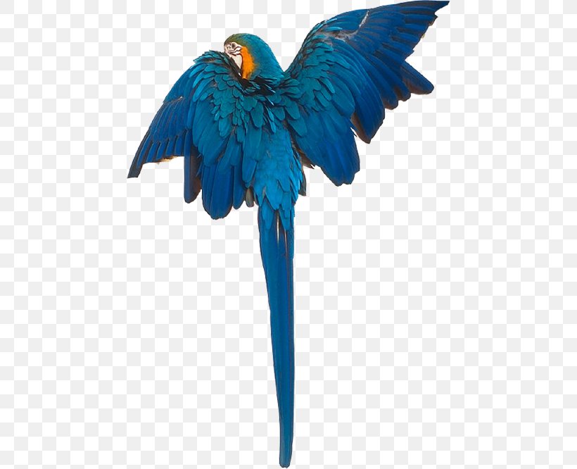 Macaw Bird Cygnini Duck Gulls, PNG, 460x666px, Macaw, Beak, Bird, Cobalt Blue, Cockatoo Download Free