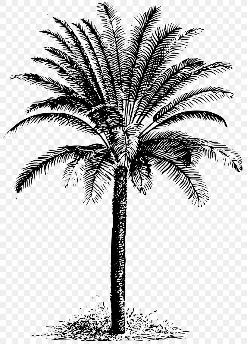 Sago Palm Cycad Arecaceae Clip Art, PNG, 1727x2400px, Sago Palm, Arecaceae, Arecales, Attalea Speciosa, Black And White Download Free