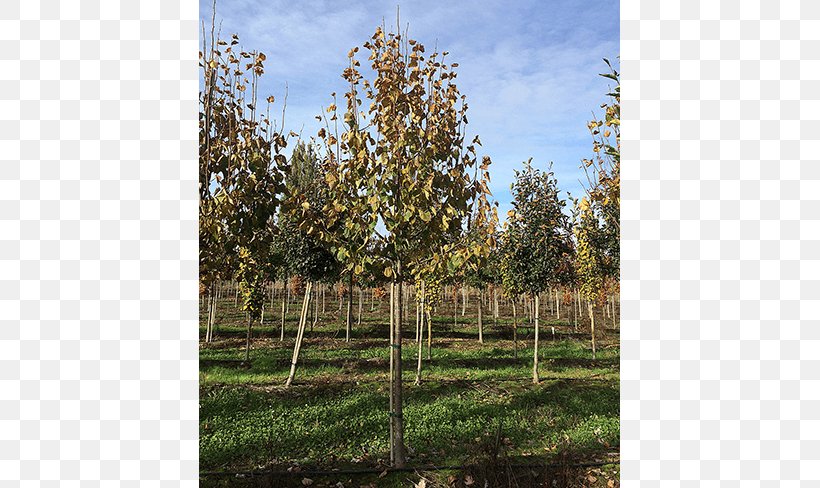 Shade Tree Shrub Birch Nursery, PNG, 650x488px, Tree, Agriculture, Biome, Birch, Grove Download Free