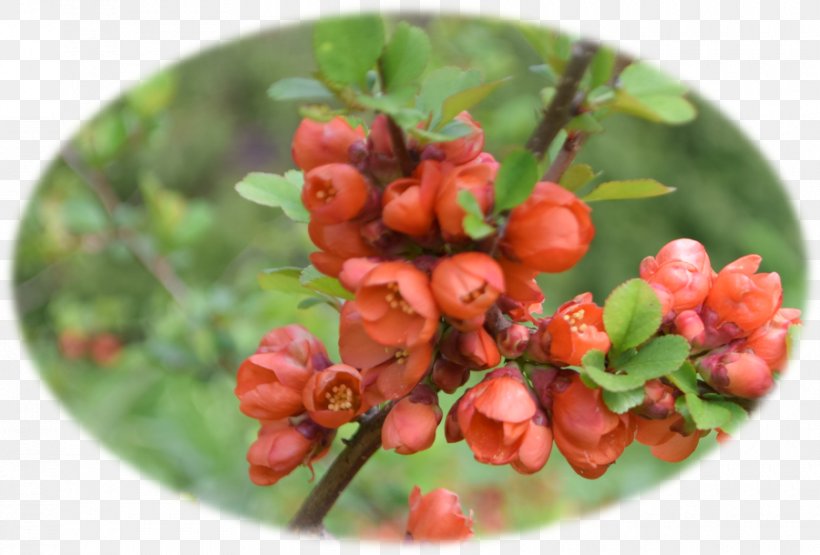 Silver Buffaloberry Pink Peppercorn Raspberry Strawberry, PNG, 900x610px, Silver Buffaloberry, Acerola Family, Auglis, Berry, Buffaloberries Download Free