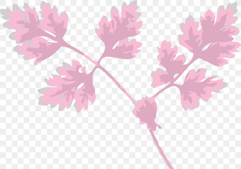 Chervil Leaf Herb Neem Tree, PNG, 2081x1465px, Chervil, Blossom, Branch, Cherry Blossom, Flower Download Free