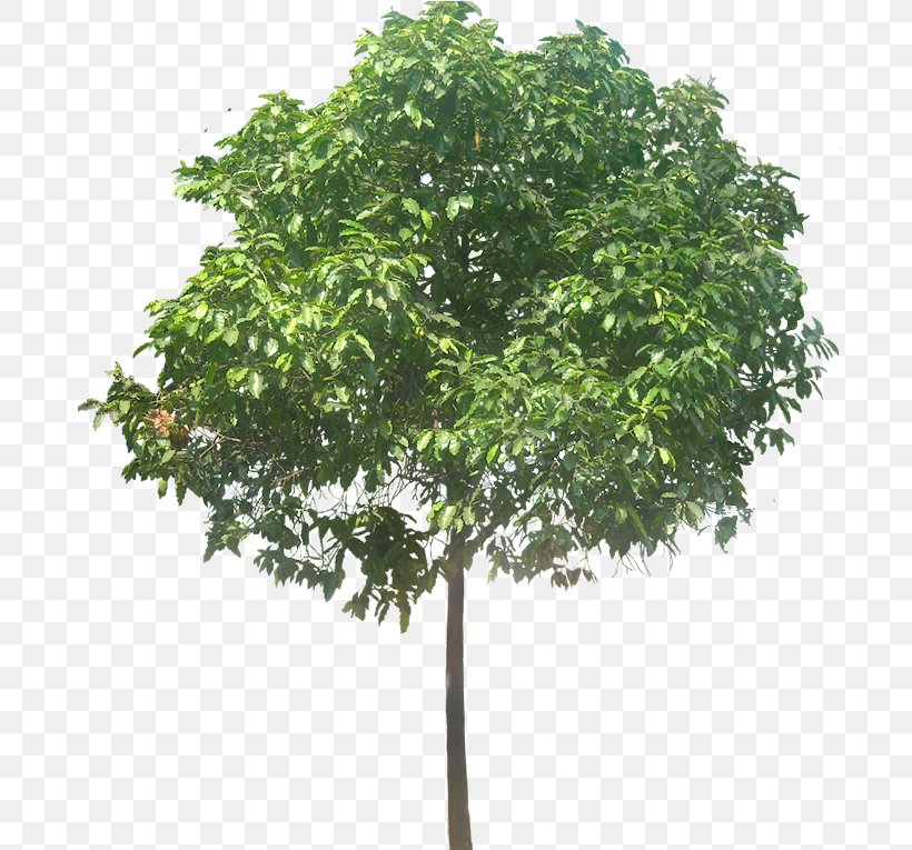 Tree Stock Photography Plumeria Rubra Cordyline Australis Arecaceae, PNG, 699x765px, Tree, Arecaceae, Branch, Cordyline Australis, Frangipani Download Free