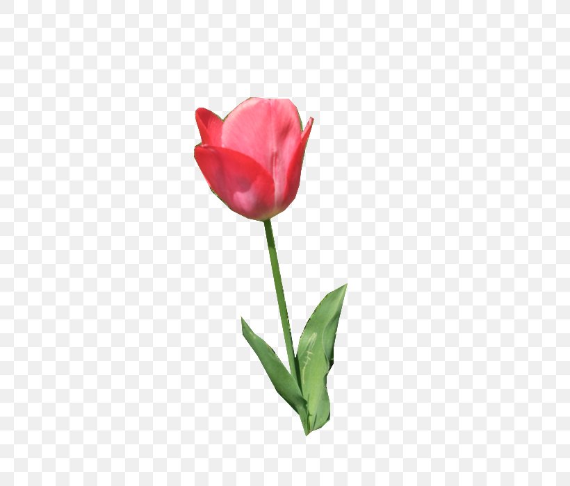 Tulip Cut Flowers Plant Stem Bud Rose, PNG, 525x700px, Tulip, Botany, Bud, Cut Flowers, Family M Invest Doo Download Free
