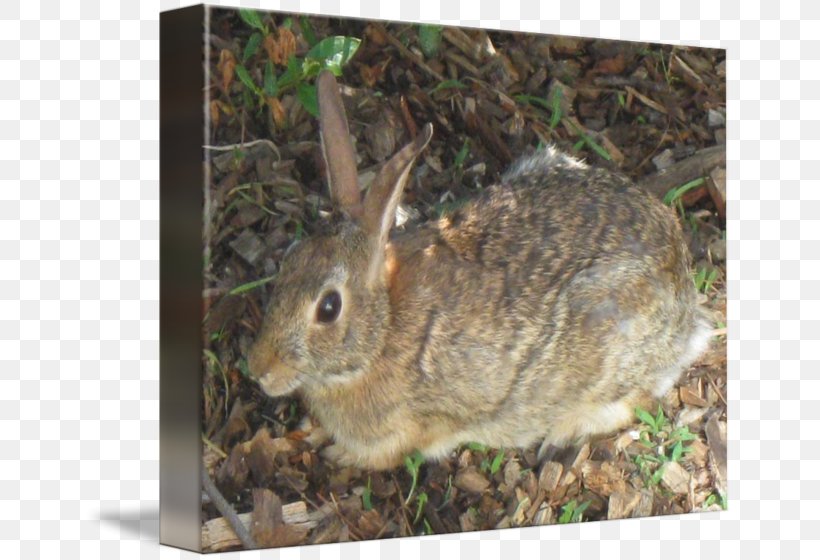 Domestic Rabbit Imagekind Art Poster Advertising, PNG, 650x560px, Domestic Rabbit, Advertising, Art, Creativity, Fauna Download Free