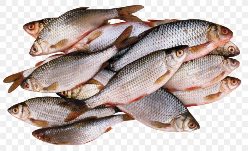 Freshwater Fish Barbecue Fish Processing Fishing, PNG, 1140x696px, Fish, Animal Source Foods, Barbecue, Fish Processing, Fish Products Download Free