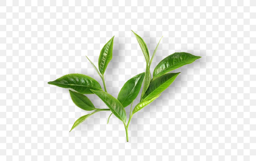 Green Tea Matcha Leaf Breakfast, PNG, 612x518px, Tea, Black Tea, Breakfast, Camellia Sinensis, Drink Download Free