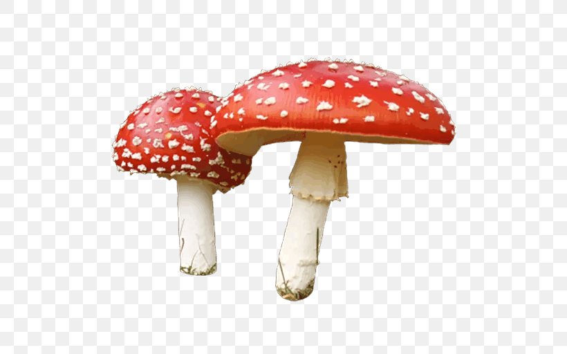 Mushroom Clip Art, PNG, 512x512px, Mushroom, Agaric, Amanita, Amanita Muscaria, Edible Mushroom Download Free