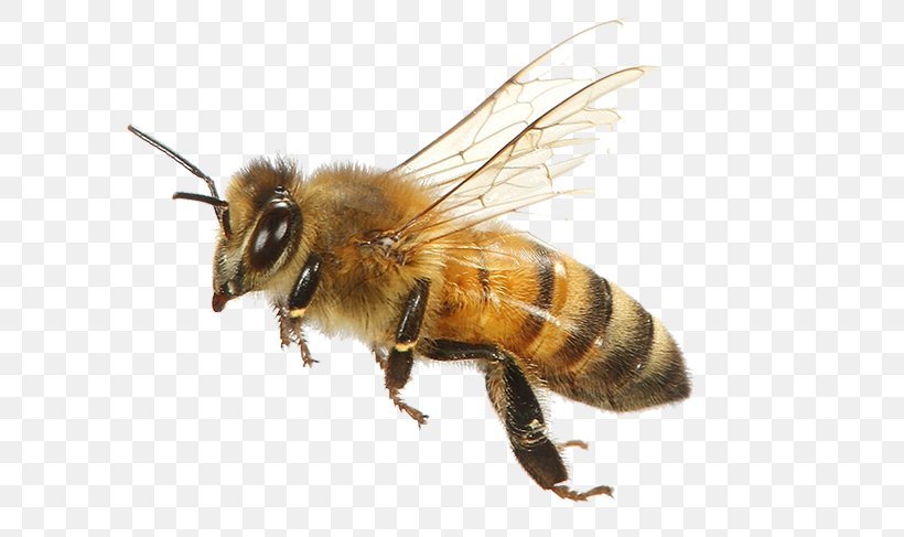 Western Honey Bee Insect Keeping Bees Bumblebee, PNG, 650x487px, Bee, Arthropod, Beekeeping, Bumblebee, Honey Download Free