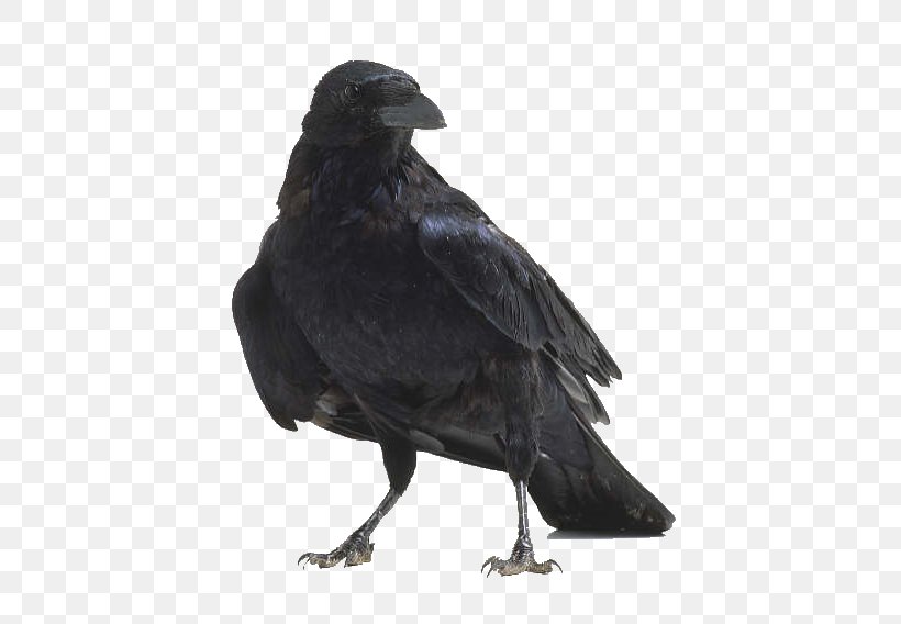 American Crow Bird Anatomy Raven, PNG, 512x568px, American Crow, Anatomy, Beak, Bird, Bird Anatomy Download Free