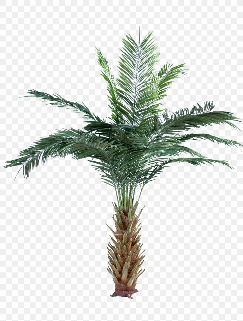 Arecaceae Date Palm Attalea Speciosa Oil Palms Adonidia Merrillii, PNG, 1488x1968px, Arecaceae, Adonidia Merrillii, Arecales, Attalea, Attalea Speciosa Download Free