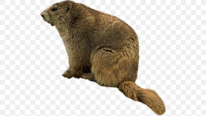 Beaver Brown Bear Marmot, PNG, 500x465px, Beaver, Animal, Bear, Brown Bear, Fauna Download Free