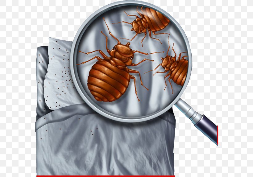 Bed Bug Control Techniques Pest Control Bed Bug Bite, PNG, 594x574px, Bed Bug, Arthropod, Bed, Bed Bug Bite, Bed Bug Control Techniques Download Free