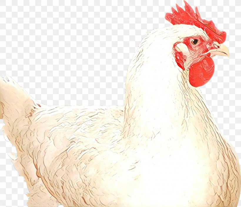 Chicken Rooster Bird Comb Beak, PNG, 2699x2318px, Cartoon, Beak, Bird, Chicken, Comb Download Free