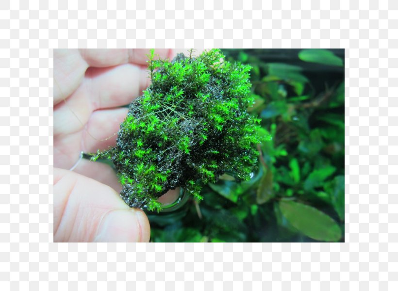 Moss Aquariums Aquatic Plants Herb, PNG, 600x600px, Moss, Aquarium, Aquarium Decor, Aquariums, Aquatic Animal Download Free