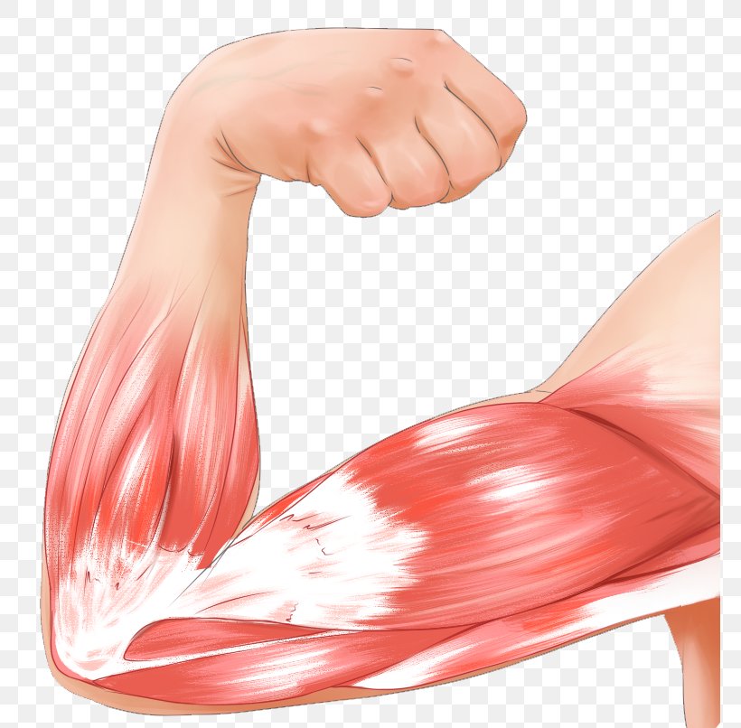 Muscle Contraction Arm Biceps Strain, PNG, 774x806px, Watercolor, Cartoon, Flower, Frame, Heart Download Free