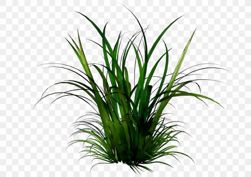 Clip Art Image Desktop Wallpaper, PNG, 1177x832px, Ornamental Grass, Aquarium Decor, Bamboo, Chives, Drawing Download Free