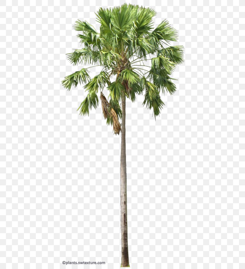Asian Palmyra Palm Arecaceae Saribus Rotundifolius Livistona Areca Palm, PNG, 437x900px, Asian Palmyra Palm, Areca Nut, Areca Palm, Arecaceae, Arecales Download Free