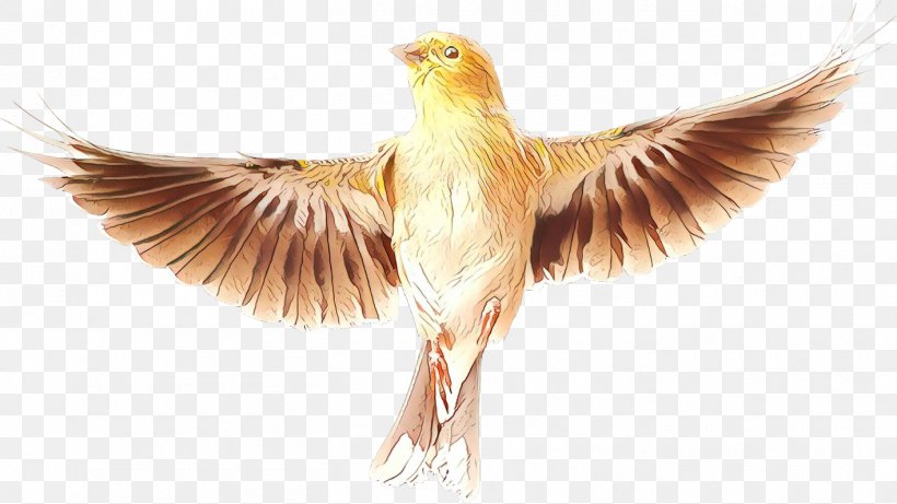 Beak Fauna Feather Falcon, PNG, 1415x797px, Beak, Bird, Falcon, Falconiformes, Fauna Download Free