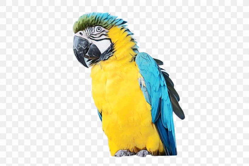Colorful Background, PNG, 2448x1636px, Parrot, Beak, Bird, Budgie, Colorful Download Free