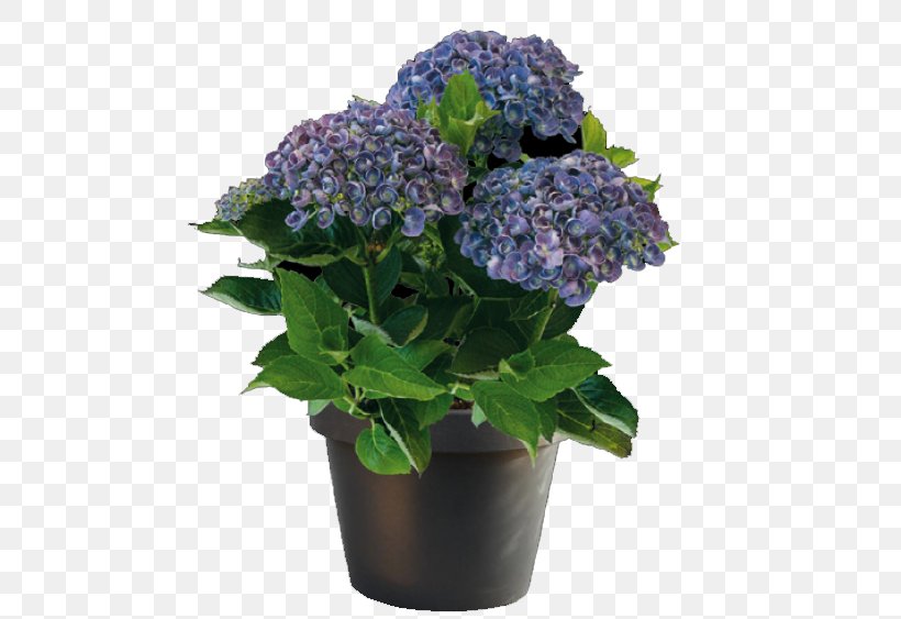 French Hydrangea Houseplant Garden Centre Cut Flowers, PNG, 563x563px, French Hydrangea, Annual Plant, Blue, Cornales, Cut Flowers Download Free