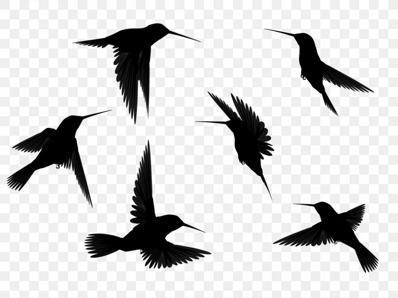 Hummingbird Flight Silhouette Clip Art, PNG, 1167x876px, Bird, Animal Migration, Art, Beak, Bird Flight Download Free