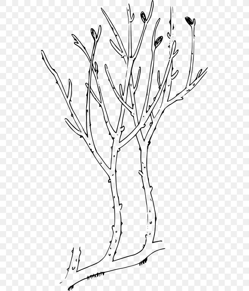 Rhyniophytina Rhynia Psilophytopsida Aglaophyton Psilotum, PNG, 550x957px, Rhyniophytina, Area, Artwork, Black And White, Branch Download Free