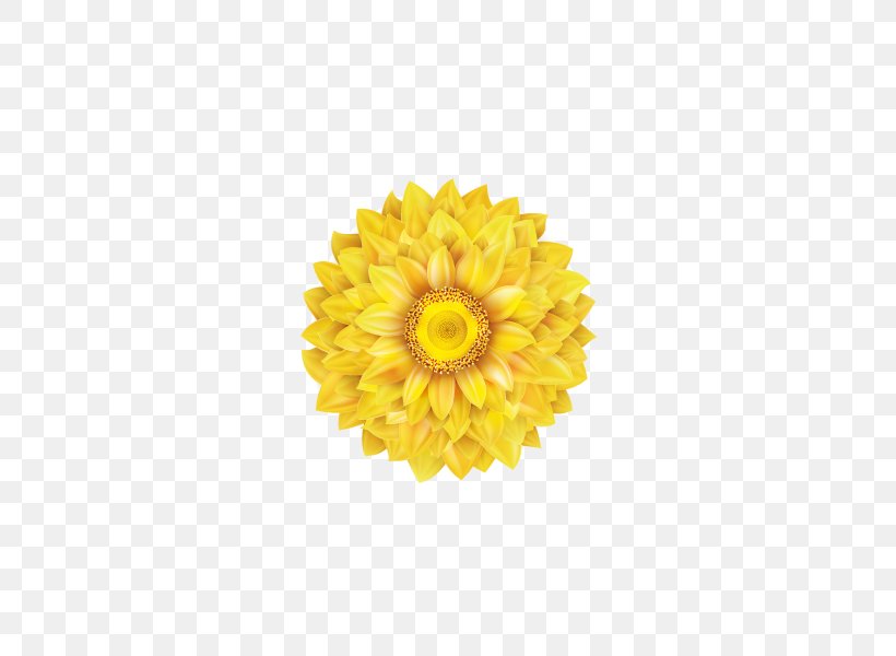 Common Sunflower Transvaal Daisy, PNG, 600x600px, Common Sunflower, Calendula, Chrysanths, Cut Flowers, Dahlia Download Free
