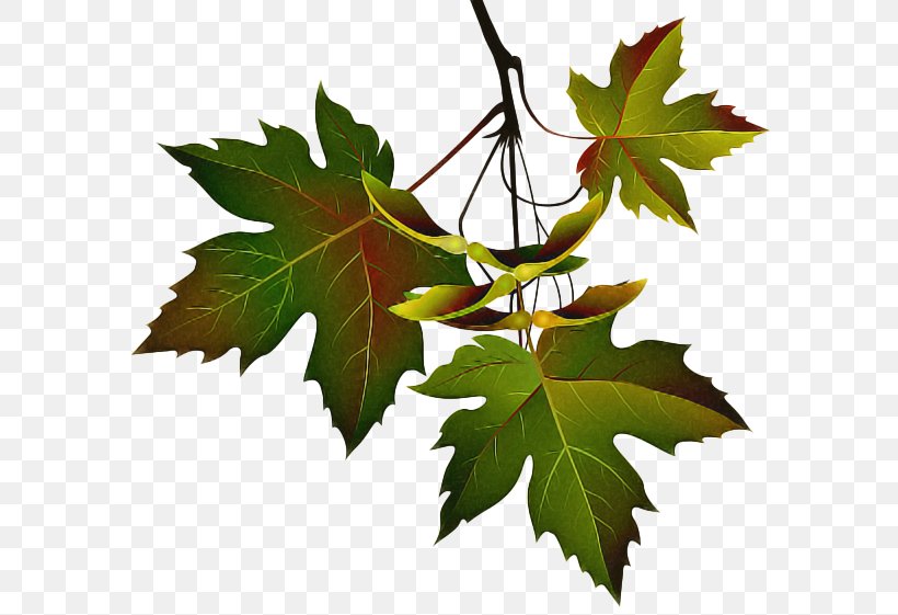 Maple Leaf, PNG, 600x561px, Leaf, Black Maple, Grape Leaves, Maple Leaf, New Mexico Maple Download Free