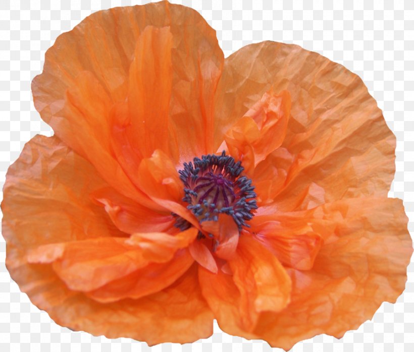 Poppy Flower Drawing DeviantArt, PNG, 900x767px, Poppy, Bed, Darkest Hour, Deviantart, Drawing Download Free