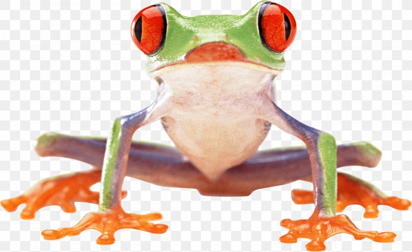 Red-eyed Tree Frog Clip Art, PNG, 2593x1589px, Frog, Amphibian, Glass Frog, Image File Formats, Lithobates Clamitans Download Free