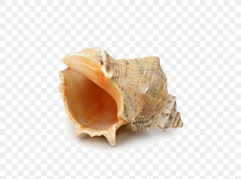 Seashell Starfish Beach, PNG, 609x610px, Seashell, Animal Product, Beach, Clam, Clams Oysters Mussels And Scallops Download Free