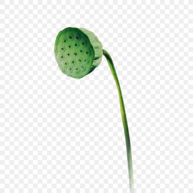 Flower Plant Stem, PNG, 900x900px, Flower, Grass, Green, Plant, Plant Stem Download Free