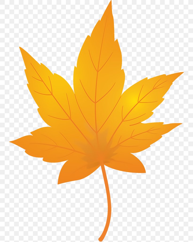 Maple Leaf Autumn Leaf Yellow Leaf, PNG, 744x1026px, Maple Leaf, Autumn Leaf, Black Maple, Leaf, Maple Download Free