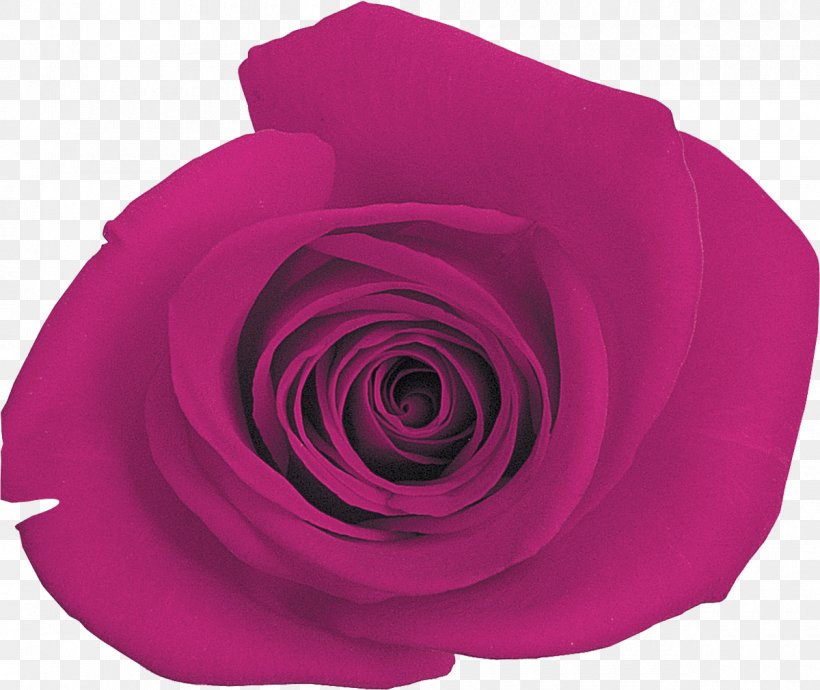 Purple Rose Magenta Lilac Pink, PNG, 1200x1010px, Purple, Color, Cut Flowers, Flower, Flowering Plant Download Free